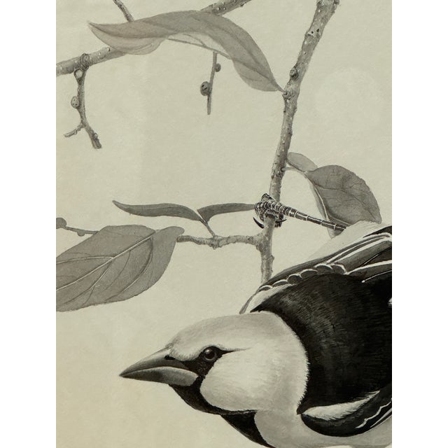 Metal Larry Haines Loggerhead Shrike Series Bird Study Drawing, Framed For Sale - Image 7 of 12