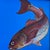 Original signed contemporary oil painting depicting a single fish in a graceful looping composition against a luminous...