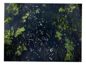 Ellie Davies, Chalk Streams 3, 2023, Photograph