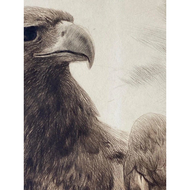 1930s Curt Meyer-Eberhardt Portrait of an Eagle Etching For Sale - Image 11 of 13