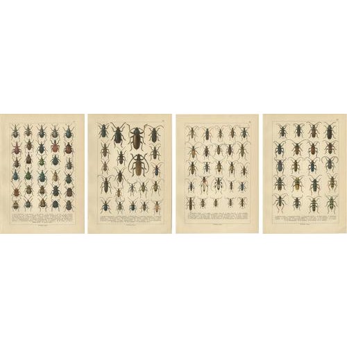 Blue Calwer, Longhorn Beetles, European Cerambycidae, 1893, Chromolithographs, Set of 4 For Sale - Image 8 of 9