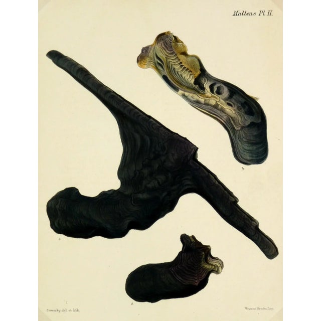 1878 Antique Oyster Shell Print For Sale