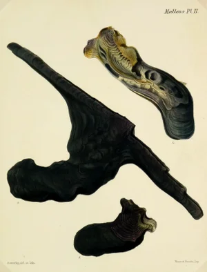 1878 Antique Oyster Shell Print