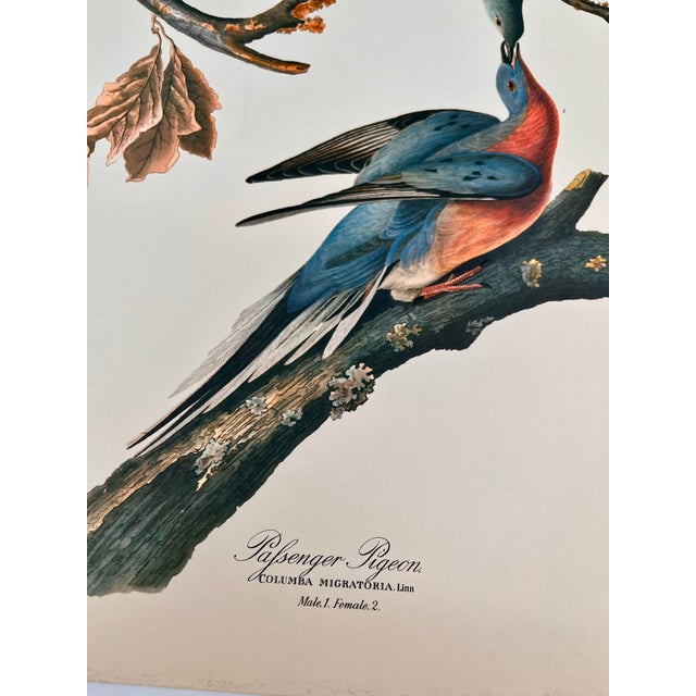 Paper 1964 Audubon Folio Lithograph Great Bird Paintings – “Passenger Pigeon” 17x14 For Sale - Image 7 of 8