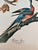 Paper 1964 Audubon Folio Lithograph Great Bird Paintings – “Passenger Pigeon” 17x14 For Sale - Image 7 of 8