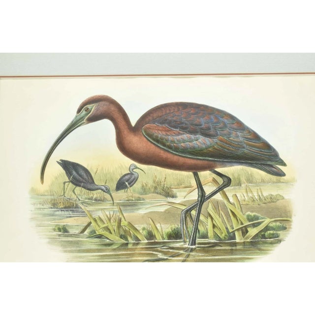 Up for sale is an original antique John Gould Fallcinellus Igneus color lithograph. It's done with a realistic approach...