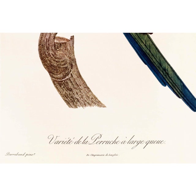 1960s French Bird Print, Jacques Barraband, the Broad-Tailed Parakeet For Sale - Image 4 of 4