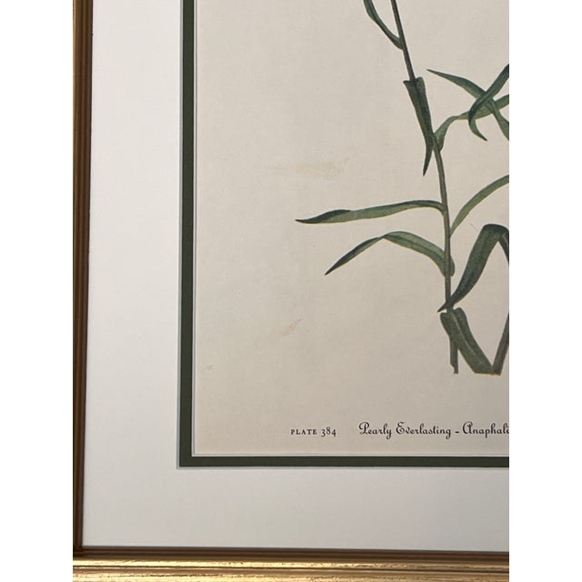 1950s Vintage Botanical Framed Prints Set of 2 - Authentic 1953 Prints For Sale - Image 5 of 6