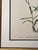 1950s Vintage Botanical Framed Prints Set of 2 - Authentic 1953 Prints For Sale - Image 5 of 6