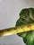 1940s Brad Keeler Lobster Cabbage Dish For Sale - Image 9 of 11