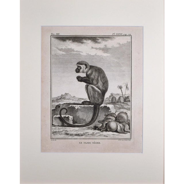 18th Century antique engraving of a Monkey. Presented in cream colored matting and a bronze-gold wood frame. Copper Plate...