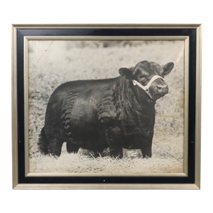 Mid 20th Century Framed the Squire Gallagher's Farms Black Angus Cow Photograph
