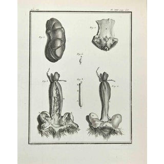 Marcel Gaillard, Anatomy of Animals, Etching, 1771 For Sale