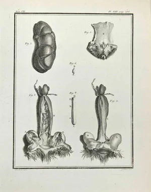 Marcel Gaillard, Anatomy of Animals, Etching, 1771