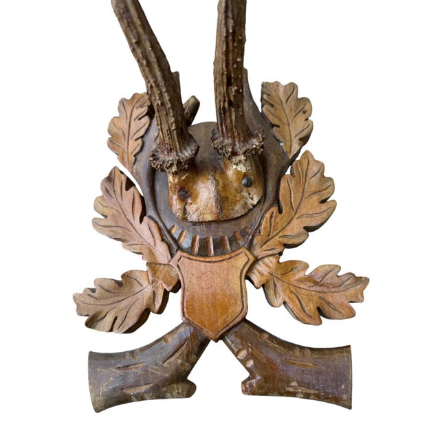 Roe Deer Trophy 132 Black Forest Antlers For Sale - Image 4 of 5