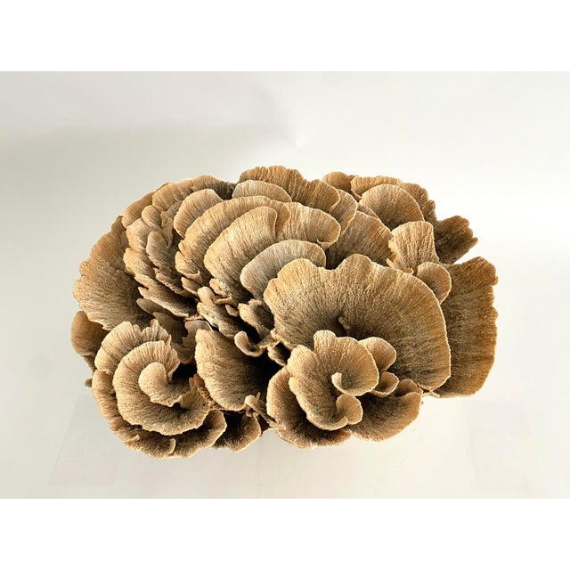 Extraordinary Natural Unbleached Poca Coral Speciman For Sale - Image 10 of 10
