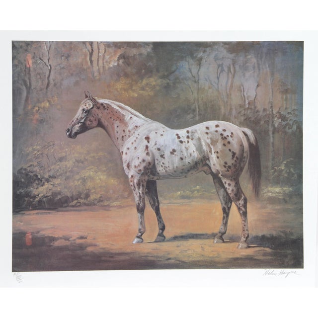 Helen Hayse, Appaloosa Stud, Lithograph For Sale
