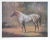 Helen Hayse, Appaloosa Stud, Lithograph For Sale