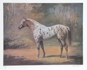 Helen Hayse, Appaloosa Stud, Lithograph