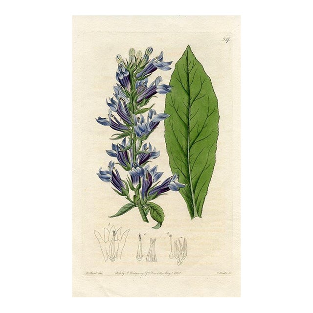 1821, American Lobelia Botanical Print, the Botanical Register, Original Antique Botanical Print, Engraving, Hand Colored, England For Sale