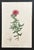 Raspberry Pink French Botanical Print, 'Mesembryanthemum' of Le Jardin De Malmaison - Pierre Joseph Redouté For Sale - Image 8 of 8