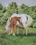 Original mixed media equestrian painting by American wildlife and animal artist Pamela Baldwin (1944–2021), depicting a...
