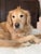 Chinoiserie Maitland-Smith English Regency Style Pet Bed For Sale - Image 3 of 12