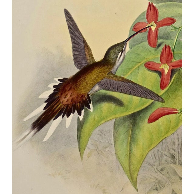 Salle's Hermit Hummingbirds: A 19th C. Gould Hand-Colored "Phaethornis Augusti", 1850 For Sale - Image 10 of 10