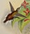 Salle's Hermit Hummingbirds: A 19th C. Gould Hand-Colored "Phaethornis Augusti", 1850 For Sale - Image 10 of 10