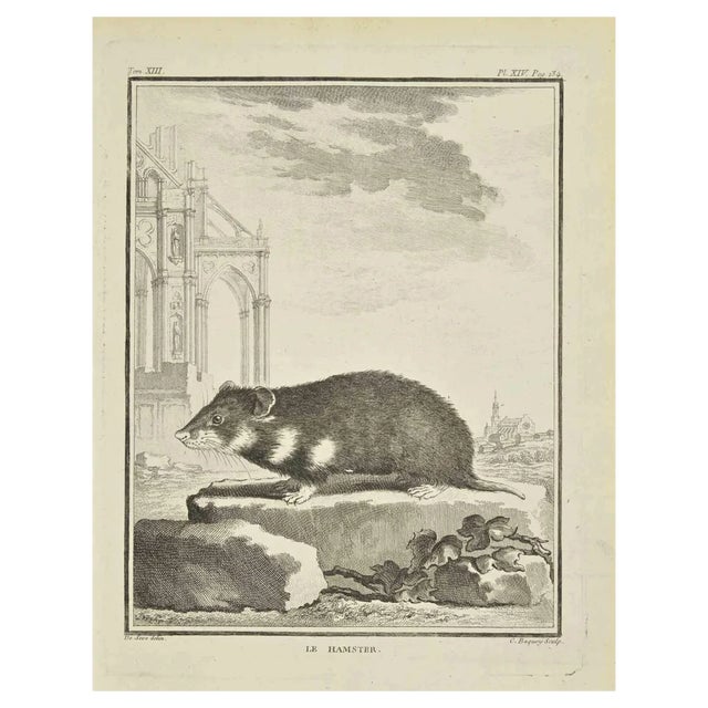 Jean Charles Baquoy, Le Hamster, Etching, 1771 For Sale