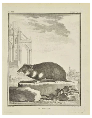 Jean Charles Baquoy, Le Hamster, Etching, 1771