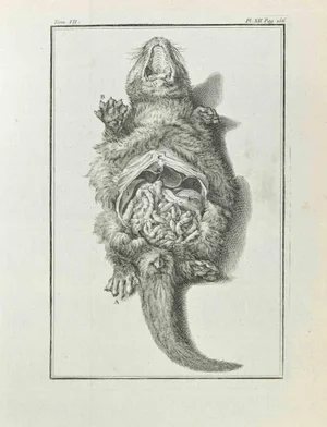 Jean Charles Baquoy, Anatomy of Animals, Etching, 1771