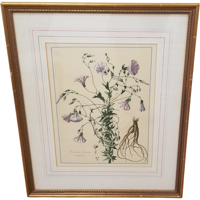 This elegant antique botanical engraving, “Scammonium Syriacum”, was printed in France in the 19th century from an...