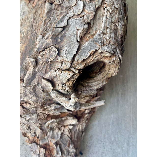 Wood Vintage Mid-Century American Folk Art Bird Nest Tree Bark Wall Sculpture For Sale - Image 7 of 7
