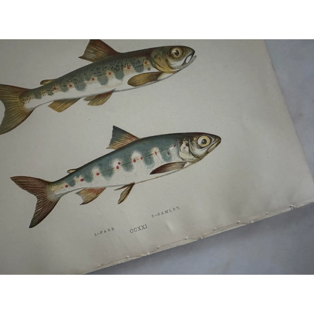 Realism Pair of 19th Century Fish Prints From the Fishes of the British Islands by Jonathan Couch f.l.s. For Sale - Image 3 of 5