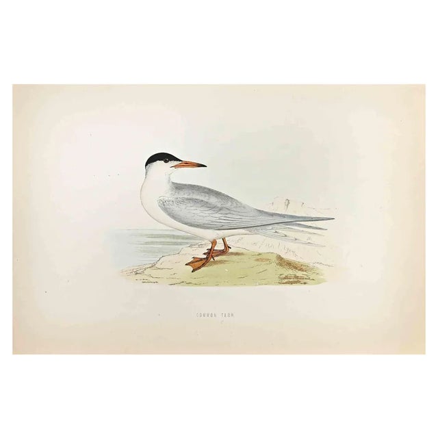Alexander Francis Lydon, Common Tern, Woodcut Print, 1870 For Sale