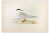 Alexander Francis Lydon, Common Tern, Woodcut Print, 1870 For Sale