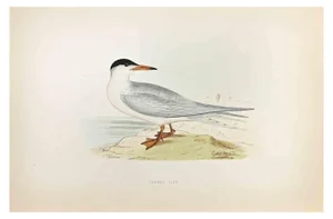 Alexander Francis Lydon, Common Tern, Woodcut Print, 1870