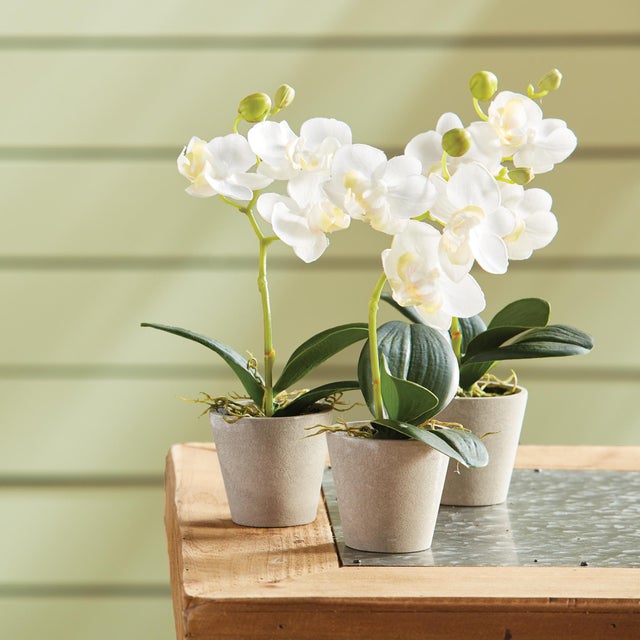 This sweet set of potted pureWhite mini orchids come in their own rustic wooden tray. Great for hostess gifts or wrap a...
