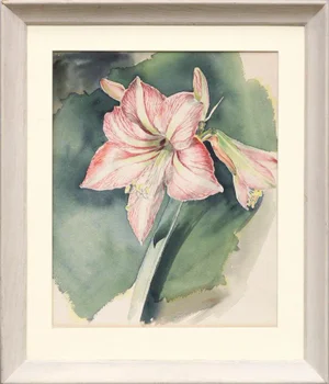 Joseph Yeager Amaryllis Blossom Watercolor Circa 1940-1950