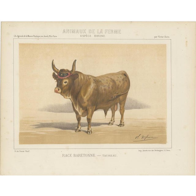 After Charles Olivier de Penne, Baretonne Bull with Frontlet, French Cattle, 1863, Chromolithograph For Sale - Image 3 of 9