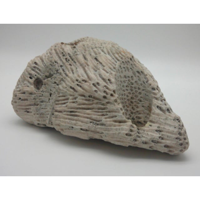 Large Fossilized Brain Coral Specimen Nautical Sea Creature Art Beach Excellent condition, for a piece of piece of...