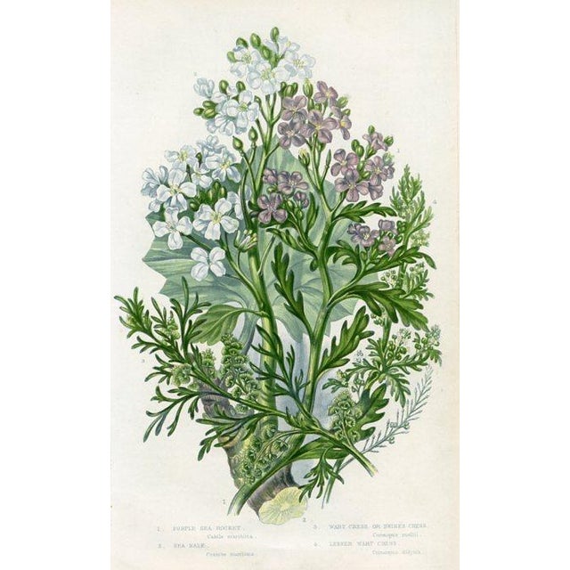 Antique Botanical Prints by Anne Pratt, Set of 6, 1870s, Original Lithographs, England For Sale - Image 6 of 7