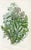 Antique Botanical Prints by Anne Pratt, Set of 6, 1870s, Original Lithographs, England For Sale - Image 6 of 7