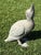 Late 20th Century Antique Zinc Garden Duck Statue For Sale - Image 5 of 8