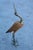 Wood Italian Golden Metal Heron with Bamboo Rods, 1970s For Sale - Image 7 of 8