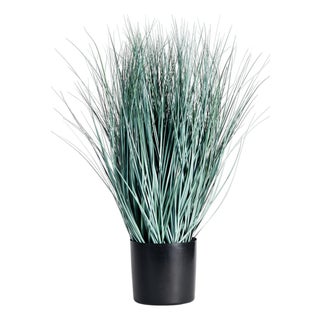 Blue Oat Grass Drop-In 32" For Sale