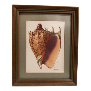 Vintage Seashell Print, Framed For Sale