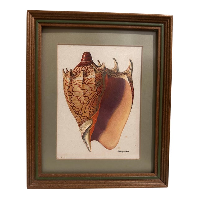 Vintage Seashell Print, Framed For Sale