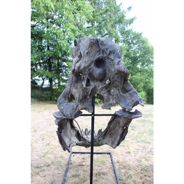 Unknown, Tyrannosaurus Head Fossil for Museum, 1800s, Resin For Sale - Image 11 of 14